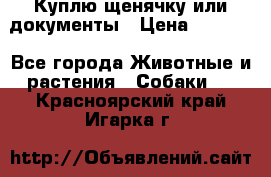 Куплю щенячку или документы › Цена ­ 3 000 - Все города Животные и растения » Собаки   . Красноярский край,Игарка г.